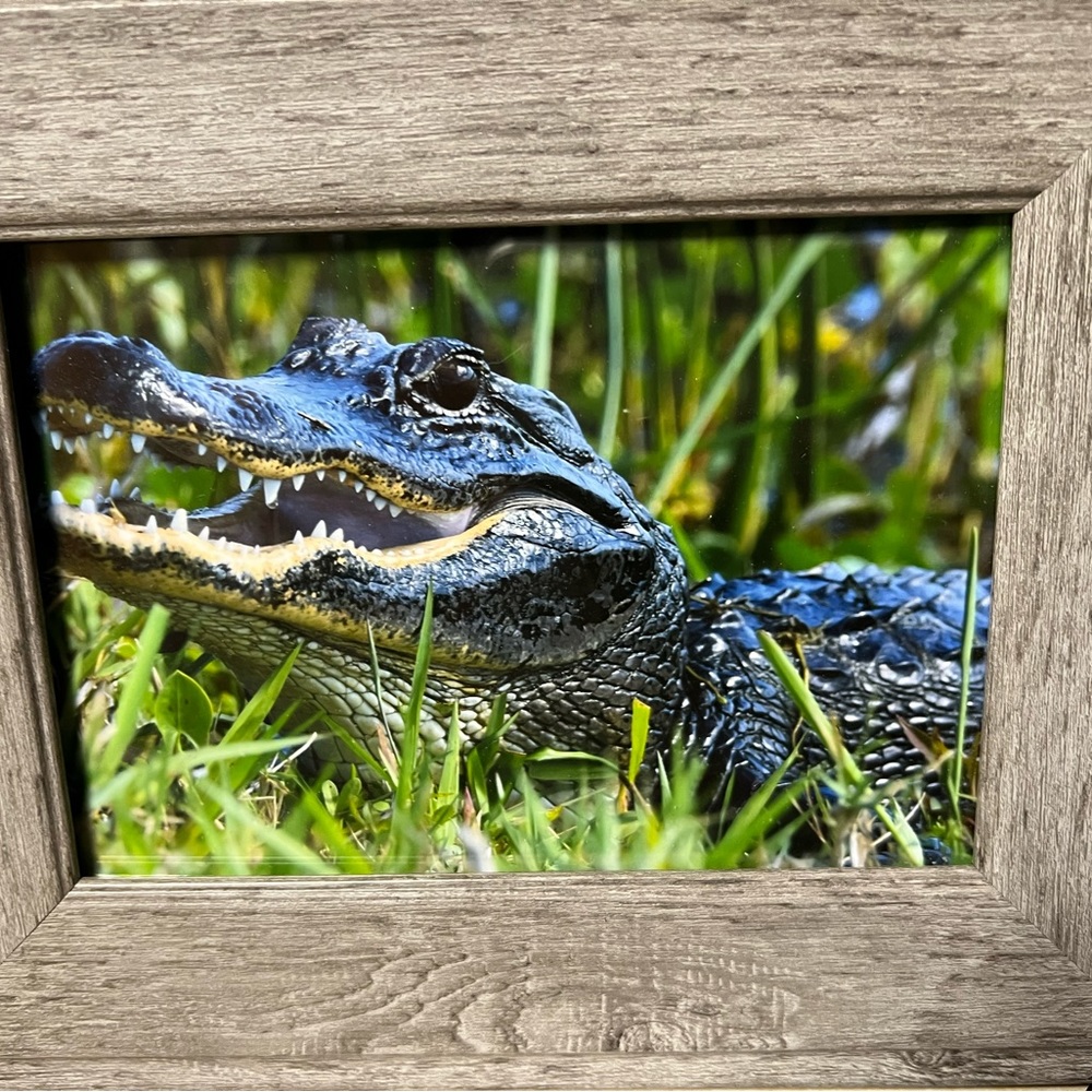 5 x 7 Alligator photo with frame